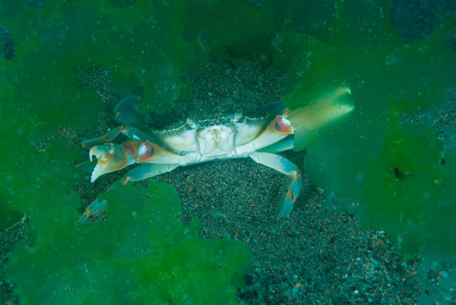 5520YENGEC38720LIOCARCINUS20DEPURATOR