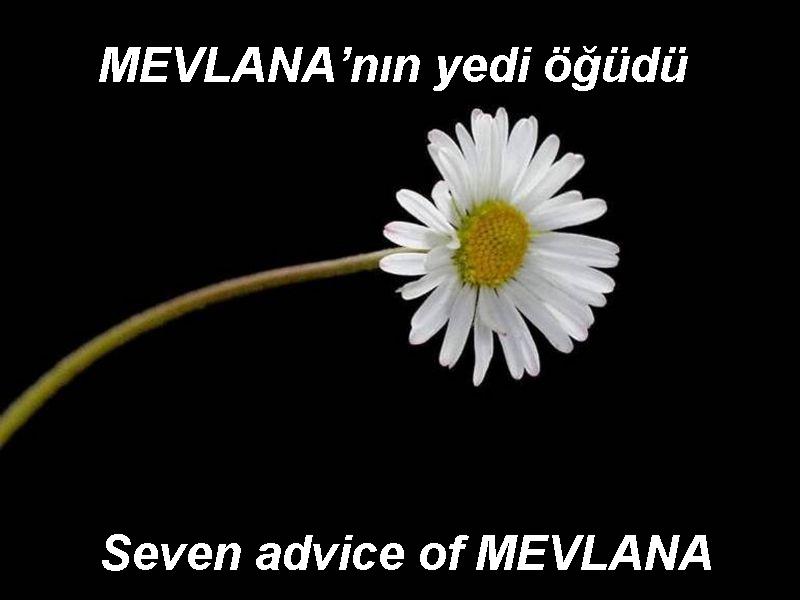 mevlana%20(1).jpg