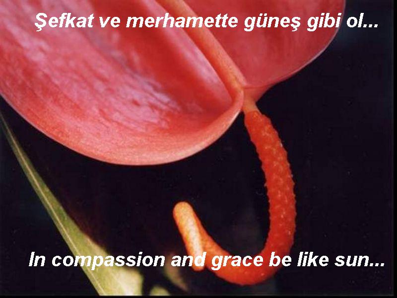 mevlana%20(3).jpg