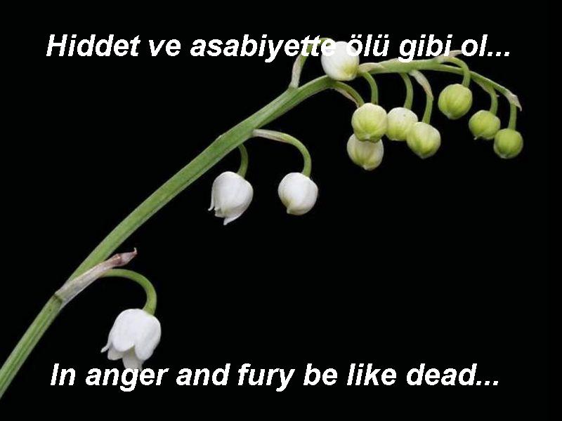 mevlana%20(5).jpg