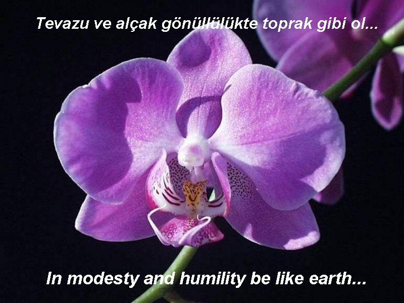 mevlana%20(6).jpg