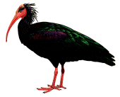 http://www.turklider.org/TR/Portals/57ad7180-c5e7-49f5-b282-c6475cdb7ee7/UserFiles/MR%20CAN%20AKIN/Kelaynak_Geronticus_eremita.gif
